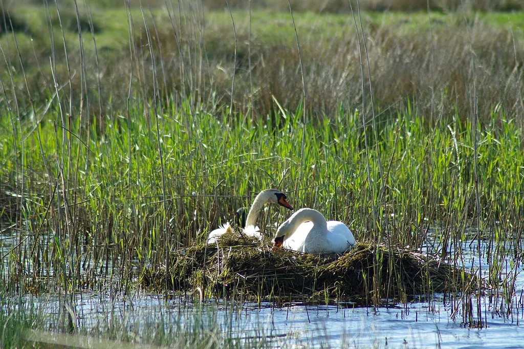 Naturschutzgebiet 8 Geltinger Birk - brütende Schwäne