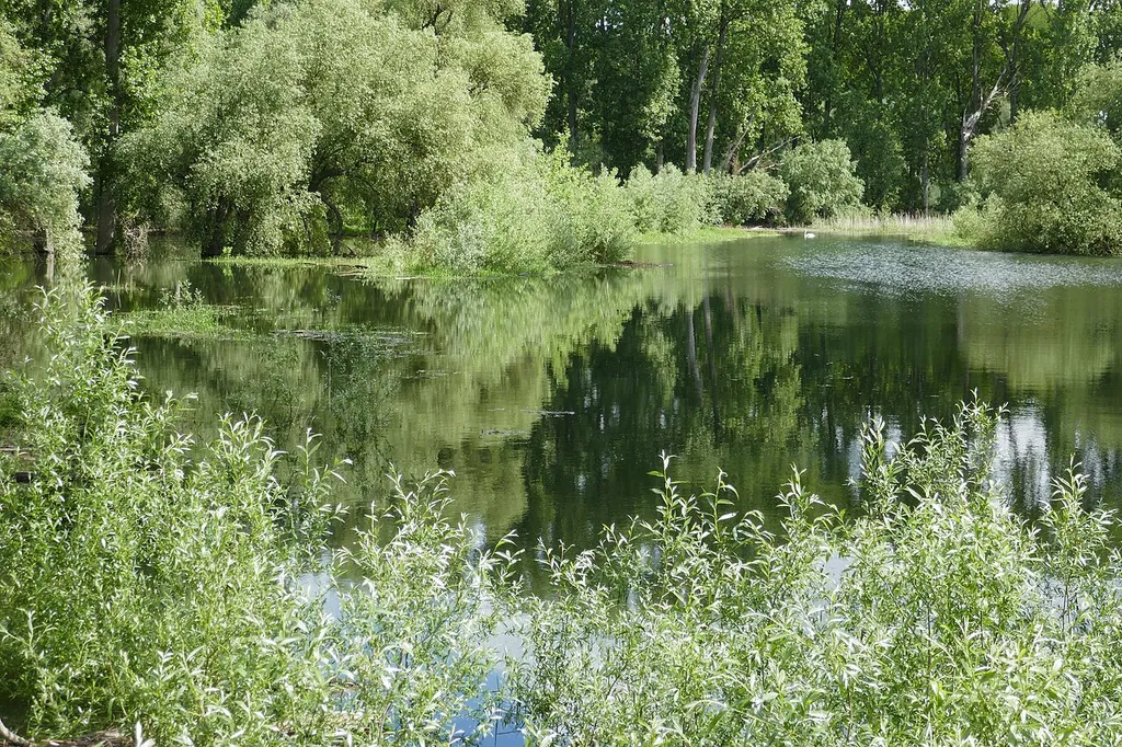 Flooded lowland forest, riparian forest, at river Rhein near Oberhausen-Rheinhausen, protected area