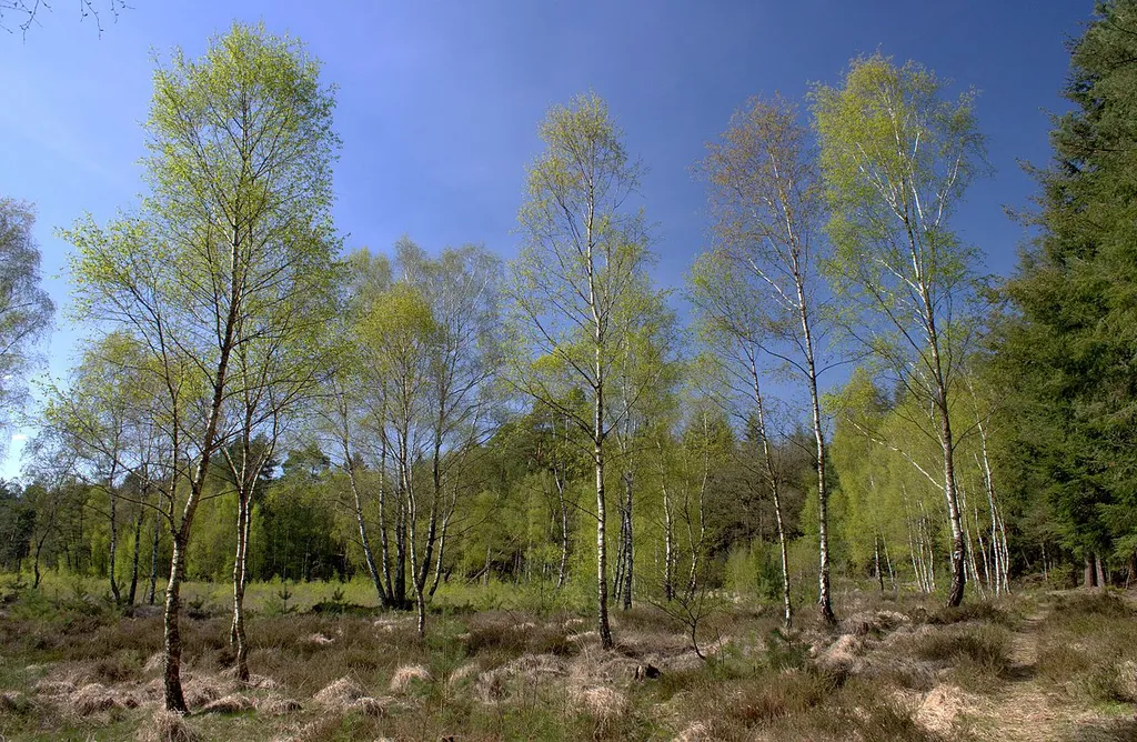 Tannersand und Gierenberg