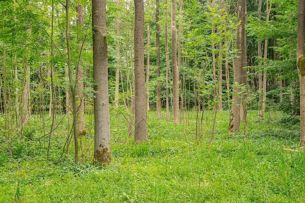 Naturschutzgebiet Buchenwälder zwischen Wildburg und Heineberg in Beverungen, Kreis Höxter