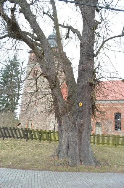 Groß Schönebeck, Winterlinde südlich der Kirche, Naturdenkmal 076-03