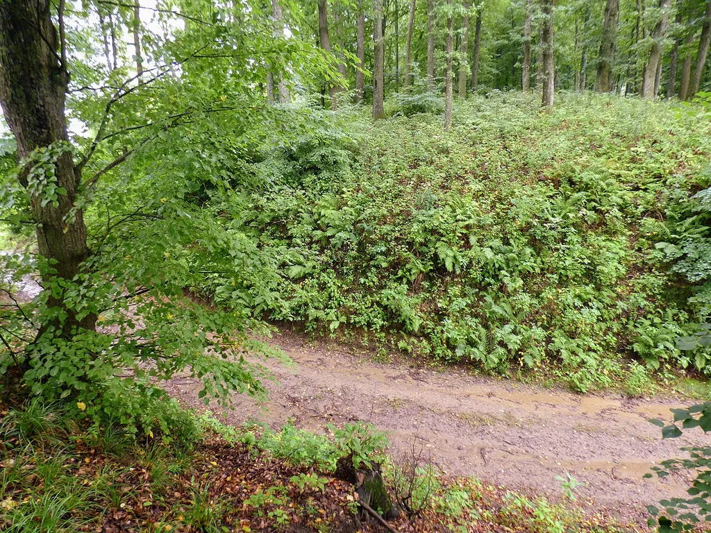 Turmburg im Hainfelder Schlosswald, Gemeinde Feldbach (Steiermark). Blick vom vorburgähnlichen Hügel vor der Turmburg über den Graben auf den runden Turmburghügel