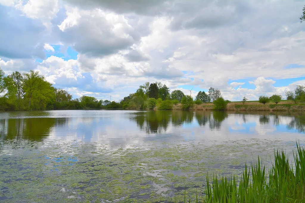 Burghofweiher bei Langerringen. Südlicher Teil. Naturschutzgebiet. Landkreis Augsburg. Schwaben. Bayern. Deutschland.