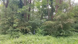 Belgium-Netherlands boundary stone no. 55