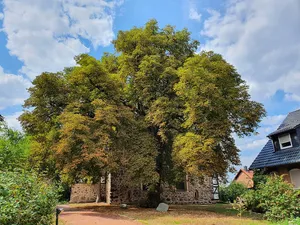 Naturdenkmal Rosskastanie (Aesculus hippocastanum) östlich der Kirche in Kalkwitz