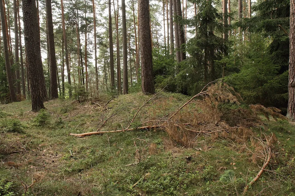 Burgstall Rascher Berg - Ansicht des Wallgrabens