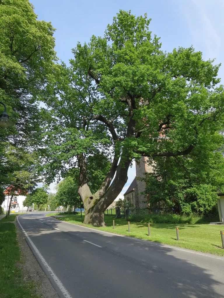 Stiel-Eiche an der Kirche in Grüntal, Brandenburg. Blick von Südwesten.