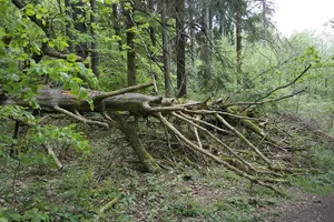 Milseburg
