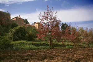 Abbey of Our Lady of Atlas
