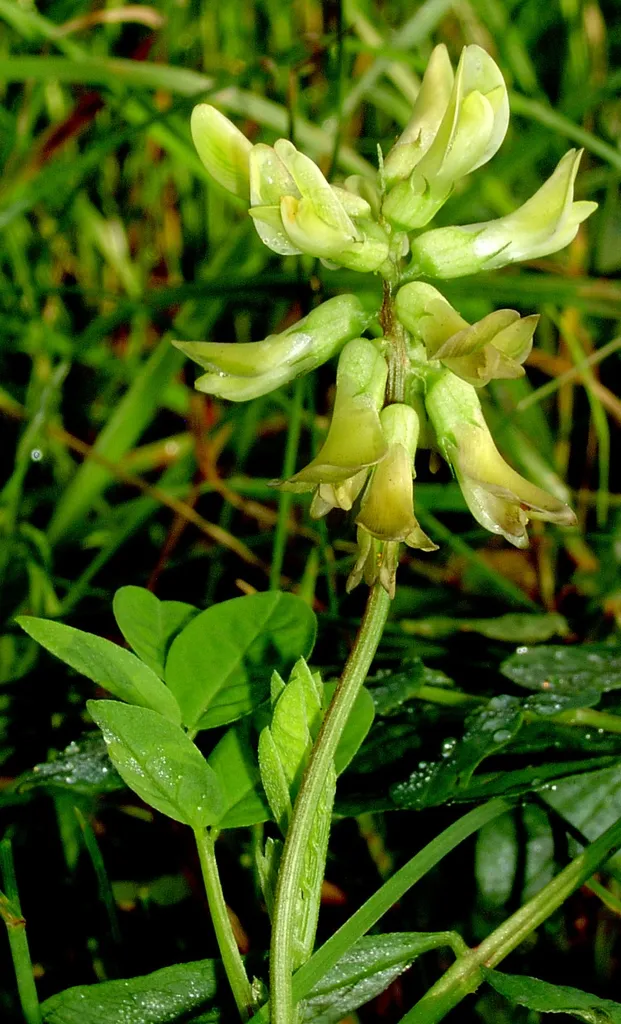 Astragalus glycyphyllos. Inflorescence, Glinna, NW Poland