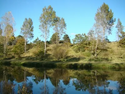 Part of nature in the Amsterdamse Waterleidingduinen