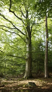 Naturdenkmal Oberösterreich ND583 5 Rotbuchen beim Grünwald