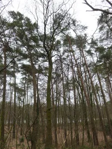 Naturdenkmal Ess-Kastanie 1 Zwischen Friedhof und Freilichtbühne in Ladeburg