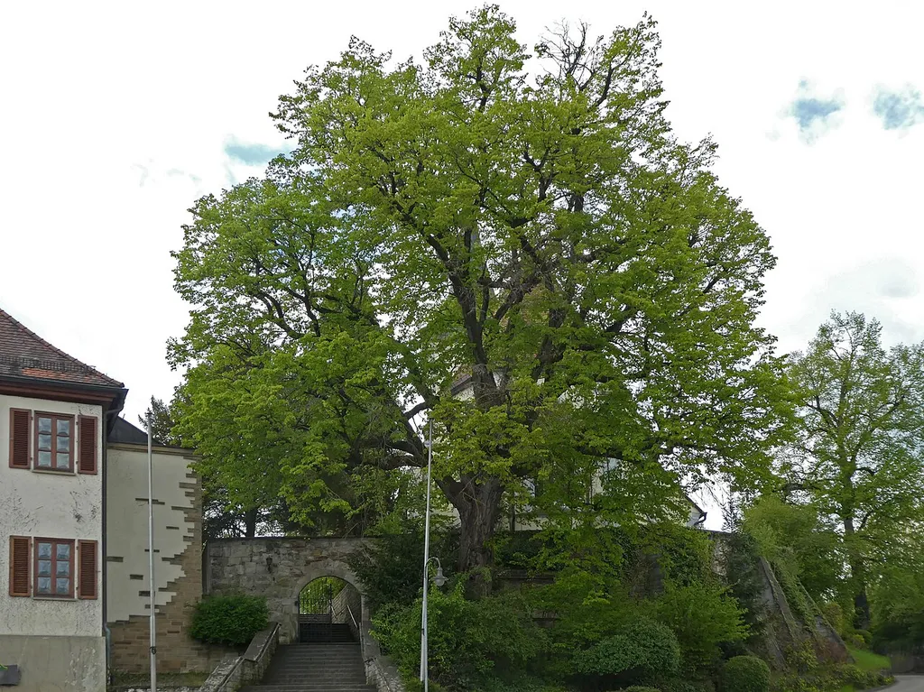 Naturdenkmal Ebersbach Fils, Linde bei der Kirche 81170180001
