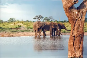 Hwange National Park