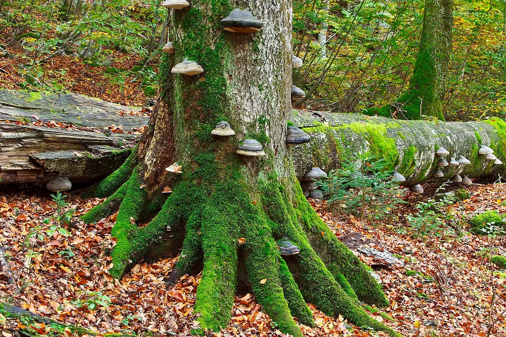 Dürrenstein