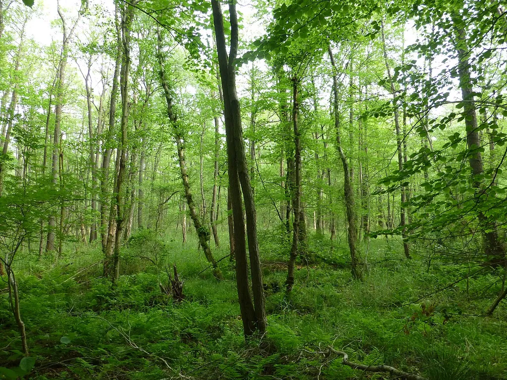 Vollaufnahme in den Bruchwald bei Ehrenburg - Gibt die charakteristischen Züge des Waldes wieder (NSG HA 122)