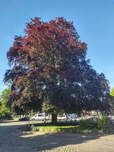 Gewöhnliche Buche - Rot-Buche Bahnhofplatz Hermsdorf, gegenüber Schlossstraße 18, nördlicher Baum