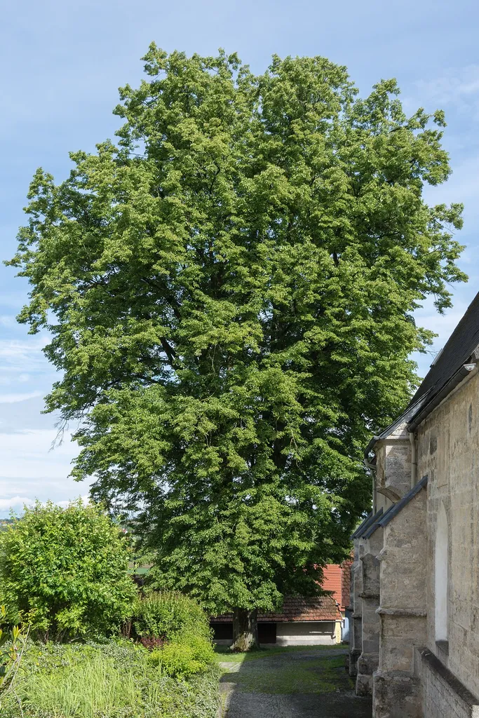 This media shows the natural monument in Upper Austria with the ID nd520 (Kirchen-Linde).