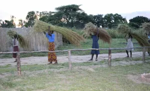 Mongu