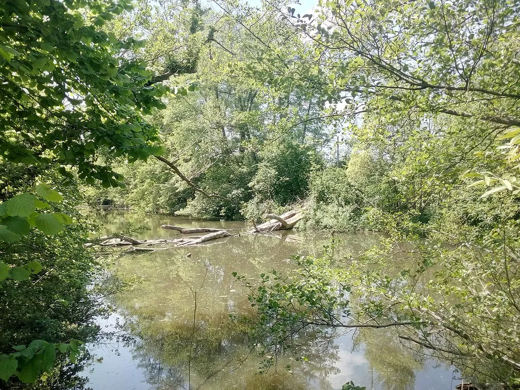 Tankgraben (Panzergraben) im Naturschutzgebiet Neuburger Altrhein, Westlicher Teil