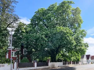 Kastanie in der Starkenburger Straße 52