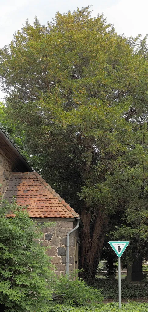 Gemeine Eibe, Dorfkirche Alt-Lichtenrade, Naturdenkmal 7-1/B