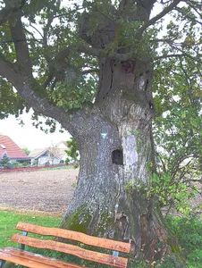 Ahlener Eiche