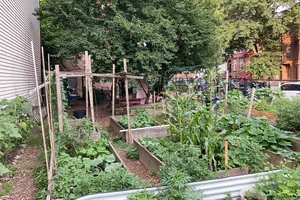 All People's Church of the Apostolic Faith Community Garden