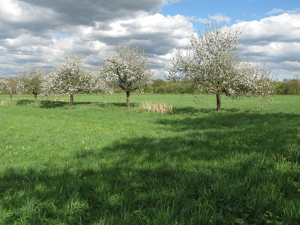 Im Naturschutzgebiet Freiburger Rieselfeld im Stadtkreis Freiburg im Breisgau in Baden-Württemberg.