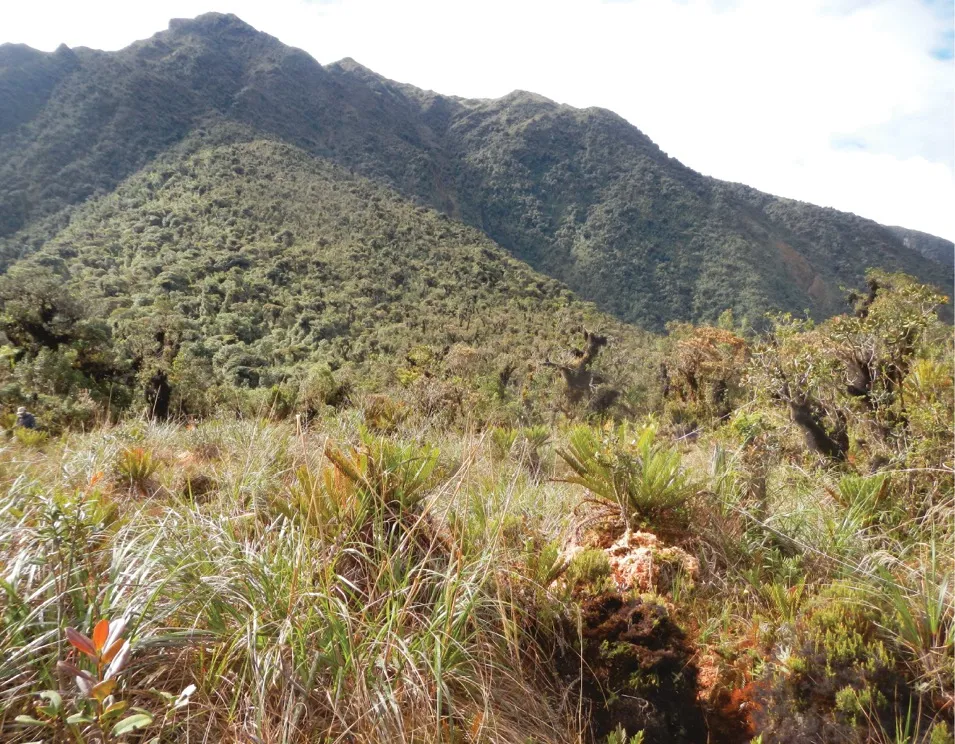 Yanachaga–Chemillén National Park