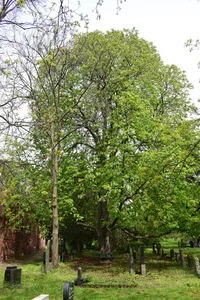 Balkan-Rosskastanie Friedhof der St. Marien- und der St. Nicolai-Kirchengemeinde