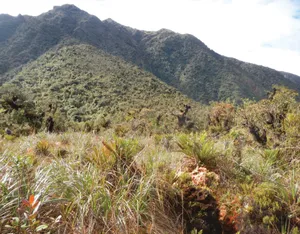 Yanachaga–Chemillén National Park