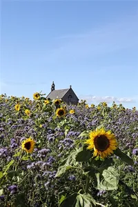 Boarhills Parish Church And Churchyard