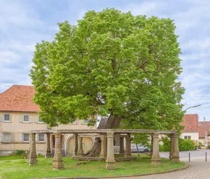 Linde vor der Kirche