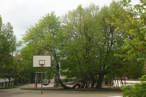 2 Linden bei der Klostergartenschule