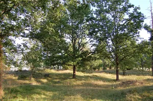 Gräberfeld von Uppkåra
