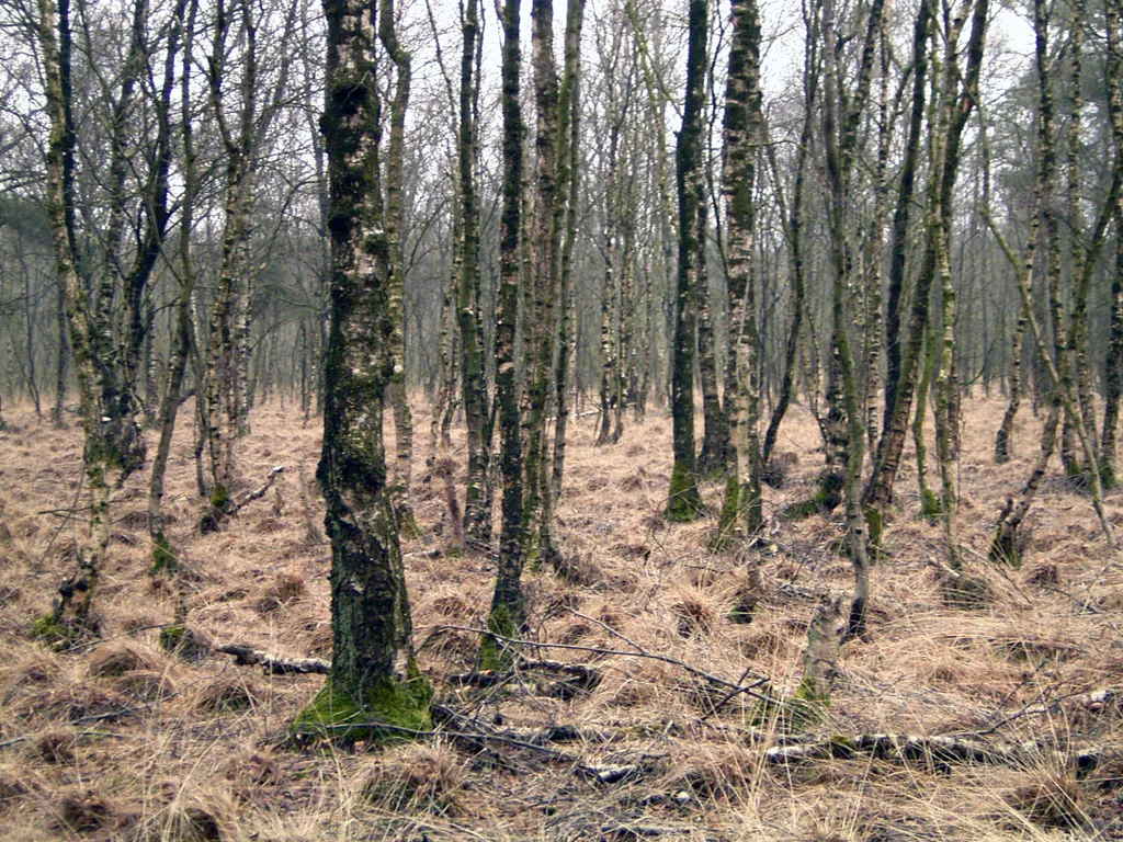 Dörgener Moor