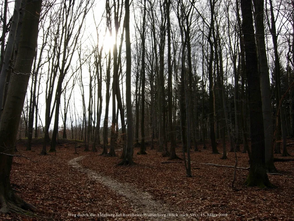 Bornheim-Walberberg, Aldeburg (Keltenring)