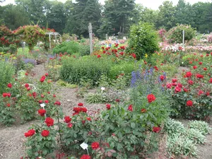 Rosarium, Westfalenpark