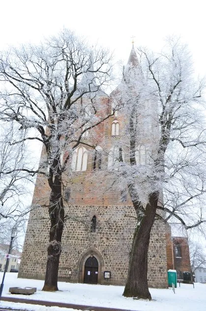 zwei alte Linden und zwei Eichen vor der Marienkirche (hier die Linden), Gransee, Brandenburg, Naturdenkmal Nr. 80