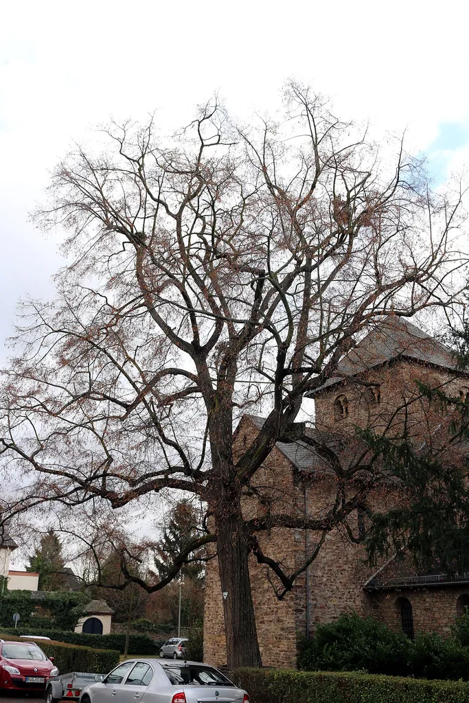 Ein als Naturdenkmal gekennzeichneter Baum an der Ägidius-Basilika in Mittelheim (Rheingau)