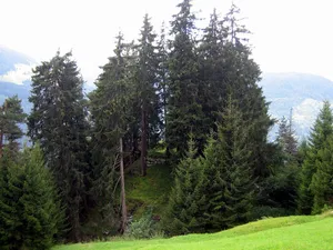Burg Salons