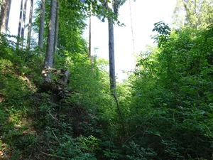 Burgstall Stumpfbühl