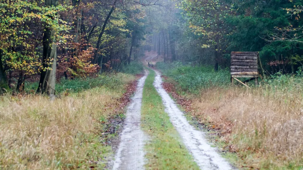 Landweg (Richtung Wendeforst Demmin) im Wald mit Hirsch im Hintergrund; Landschaftsschutzgebiet „Trebeltal (Mecklenburgische Seenplatte)“ (LSG L66a) bei Beestland (Gemeinde Warrenzin, Landkreis Mecklenburgische Seenplatte, Mecklenburg-Vorpommern)
