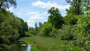Rheinniederung zwischen Insel Aubügel und Neuburgweier