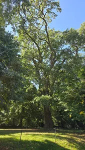 Eiche (Quercus) in Rohrlack Dorfstraße 14, Kirche