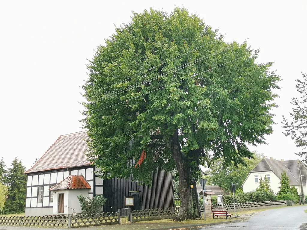 Als Naturdenkmal geschützte Sommerlinde an der Kirche in Lieske