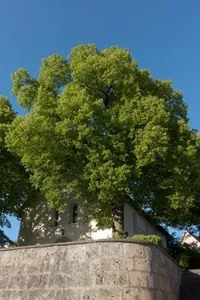 Linden bei der Kirche