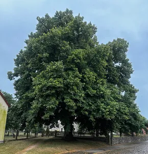 Naturdenkmal Dorf-Linde Ortslage hinter der Kirche, vor Eingang zum Kirchhof in Jeserig/Fläming